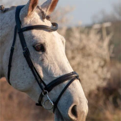 2023 Henry James Saddlery Comfort Flash Bridle HJ-BR-02 - Black Colour Black -Weatherbeeta Shop 6996 202320Henry20James20Saddlery20Comfort20Flash20Bridle20HJ BR 0220 20Black203.700x700