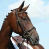 Collegiate Syntovia+ Padded Raised Flash Bridle - Brown Colour Brown