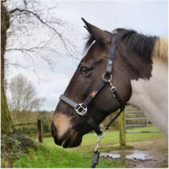 Equilibrium Stellar Headcollar - Black 7 Equilibrium Stellar Headcollar - Black -Weatherbeeta Shop Equilibrium Stella Headcollar Black 3.700x700