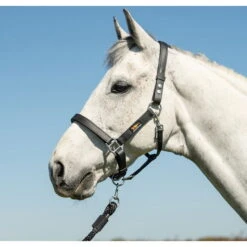 Equilibrium Stellar Headcollar - Black 6 Equilibrium Stellar Headcollar - Black -Weatherbeeta Shop Stellar20Black20Lifestyle20Square20Web.700x700