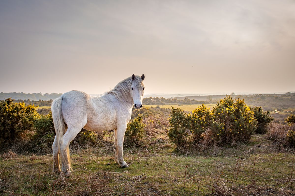 Weatherbeeta Shop -Weatherbeeta Shop https tf cmsv2 smithsonianmag media.s3.amazonaws.com filer public 6b c3 6bc305cb 95dd 4e22 b45b 108c6e218200 gettyimages 1144833913